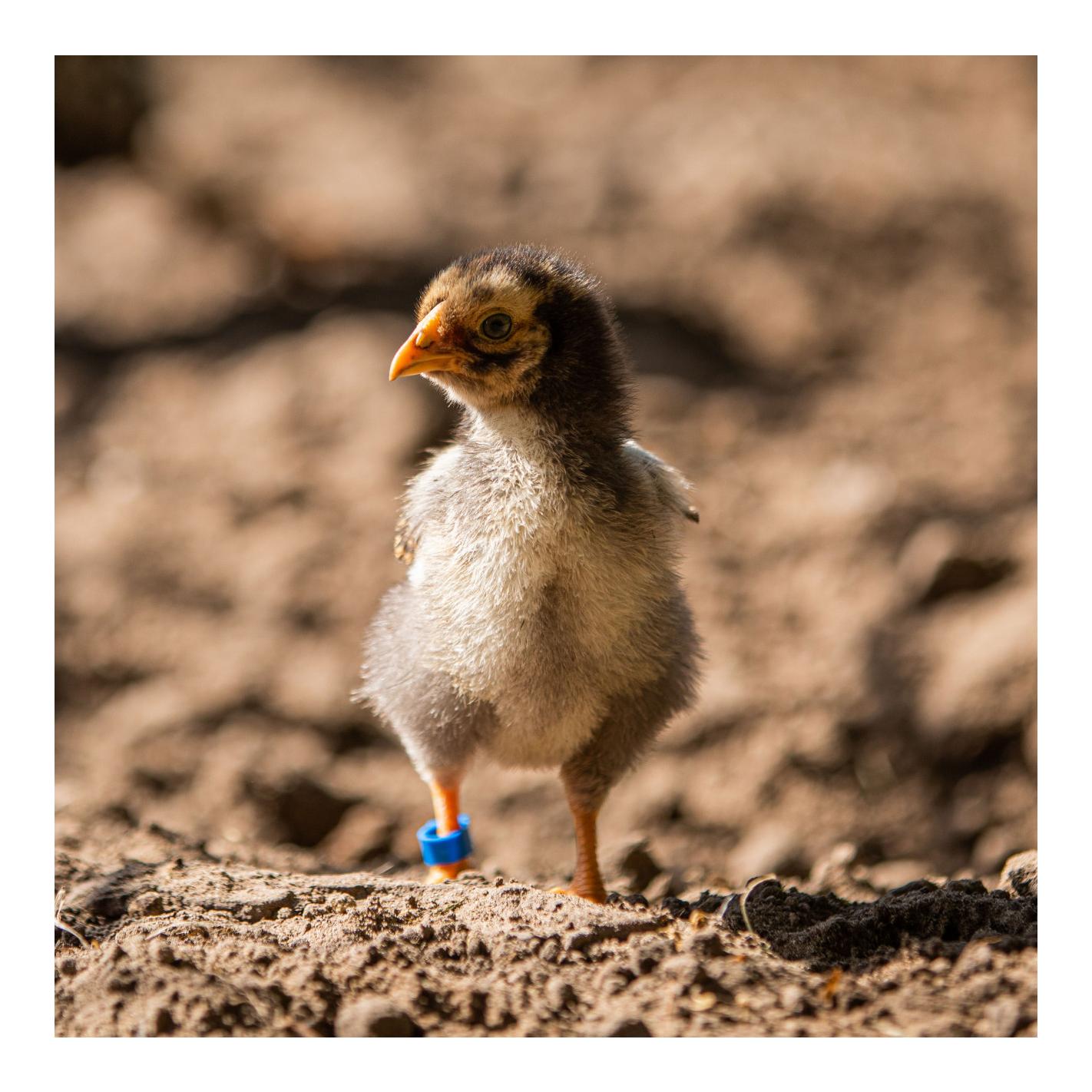 Hühnerfussringe 25 Stk.