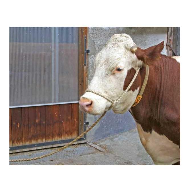 Longe de présentation Relax