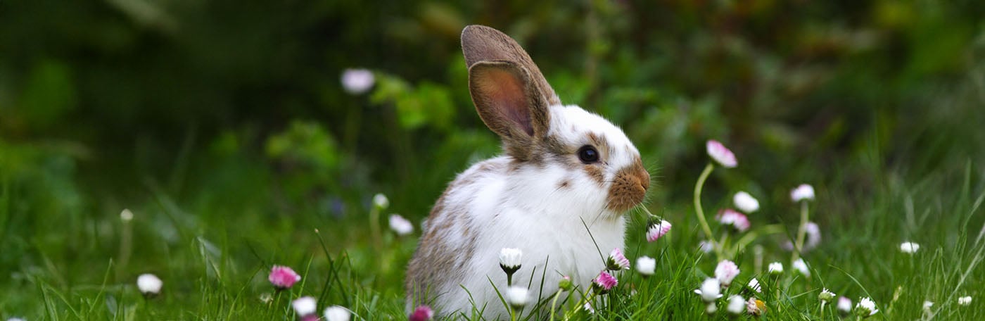 HP-Fruehlingsglueck-1400x456