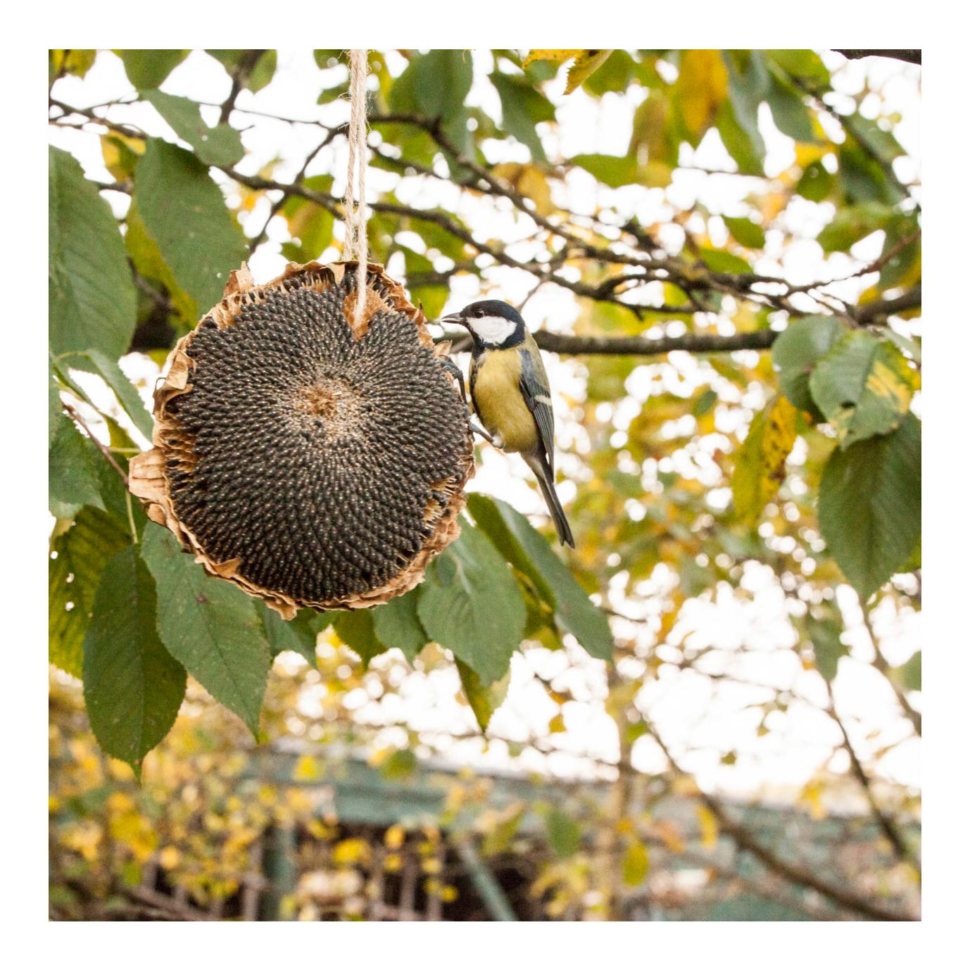 Getrocknete Sonnenblume