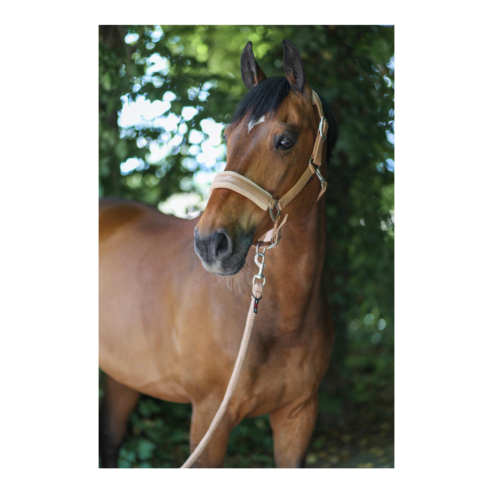 Image of Covalliero Halfter Collection 2022 - sand bei Hauptner.ch