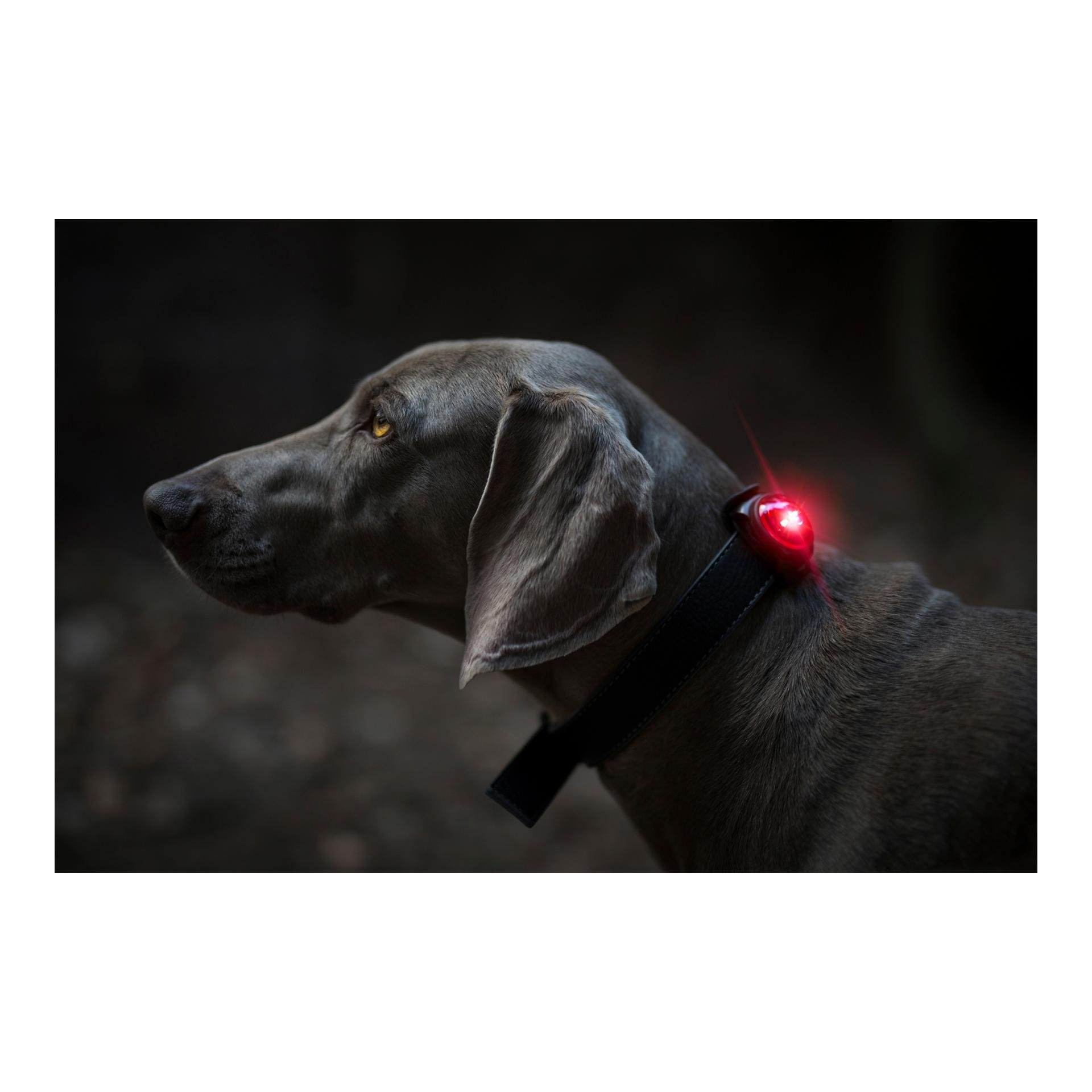 Safety Light Orbiloc Dog Dual - rot