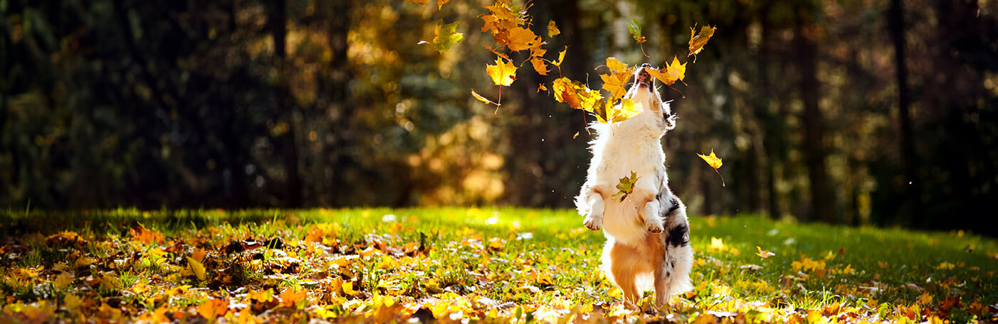 HP-Hund-Herbstabenteuer-1400x456