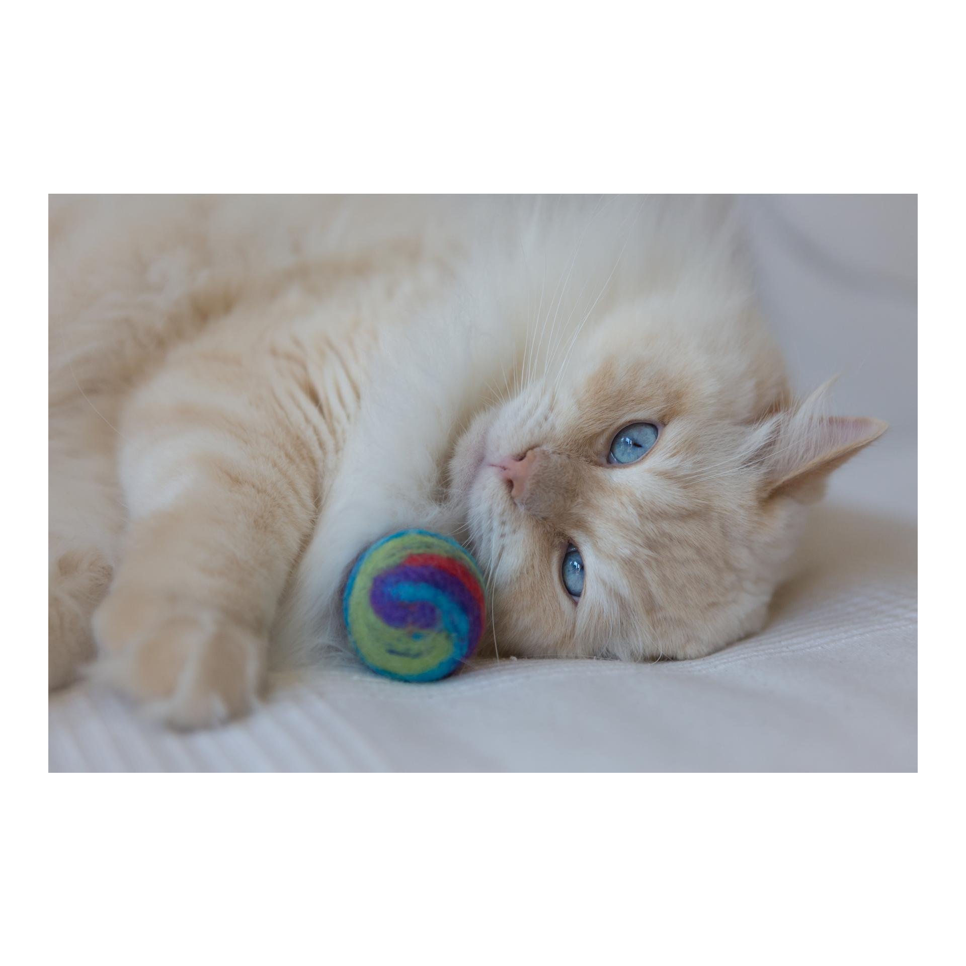 Katzenspielzeug FILZY