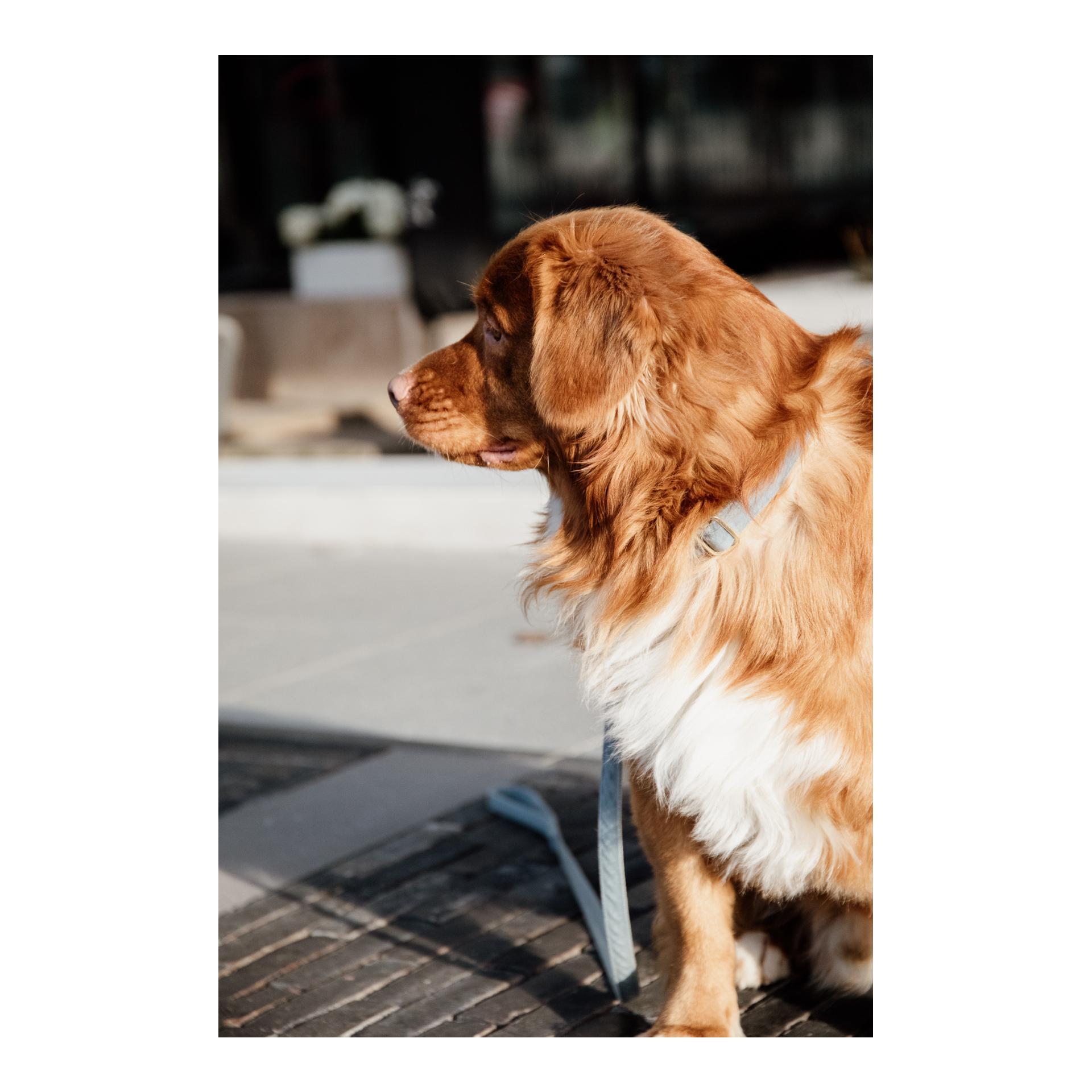 Hundeleine Velvet - light blue