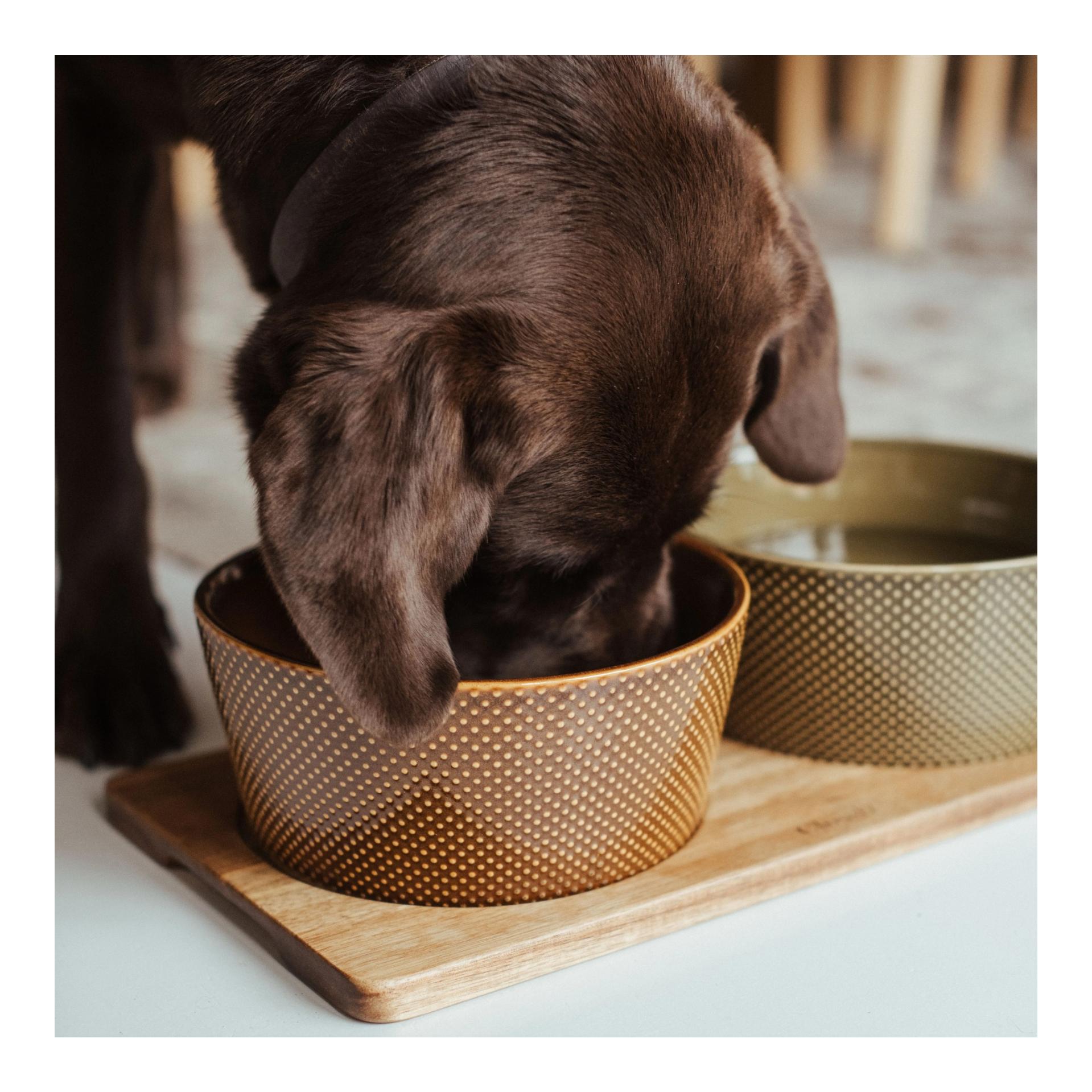Hundenapf Alain - Cinnamon