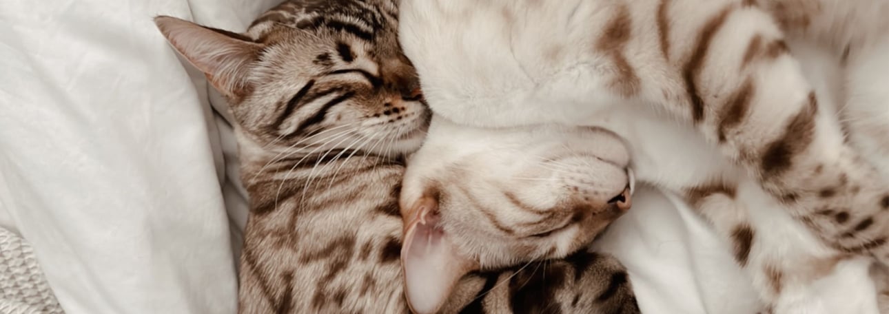 HP-Banner-Heimtier-KW2