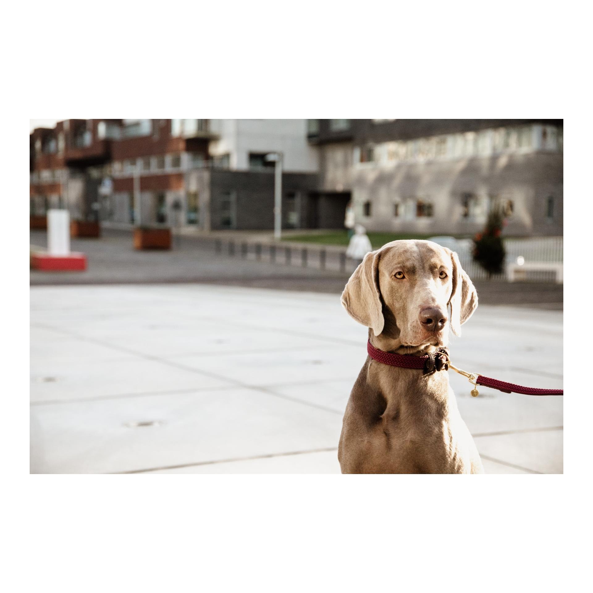 Laisse de chien en nylon tressé - bordeaux 