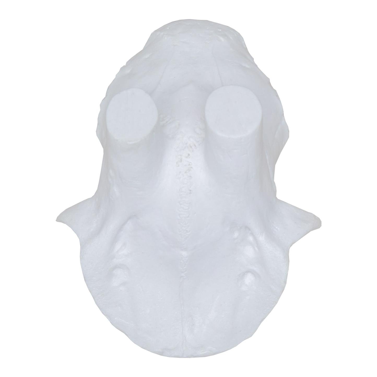 Image of EUROHUNT Kunstschädel Rehbock - Weiss - bei Hauptner.ch