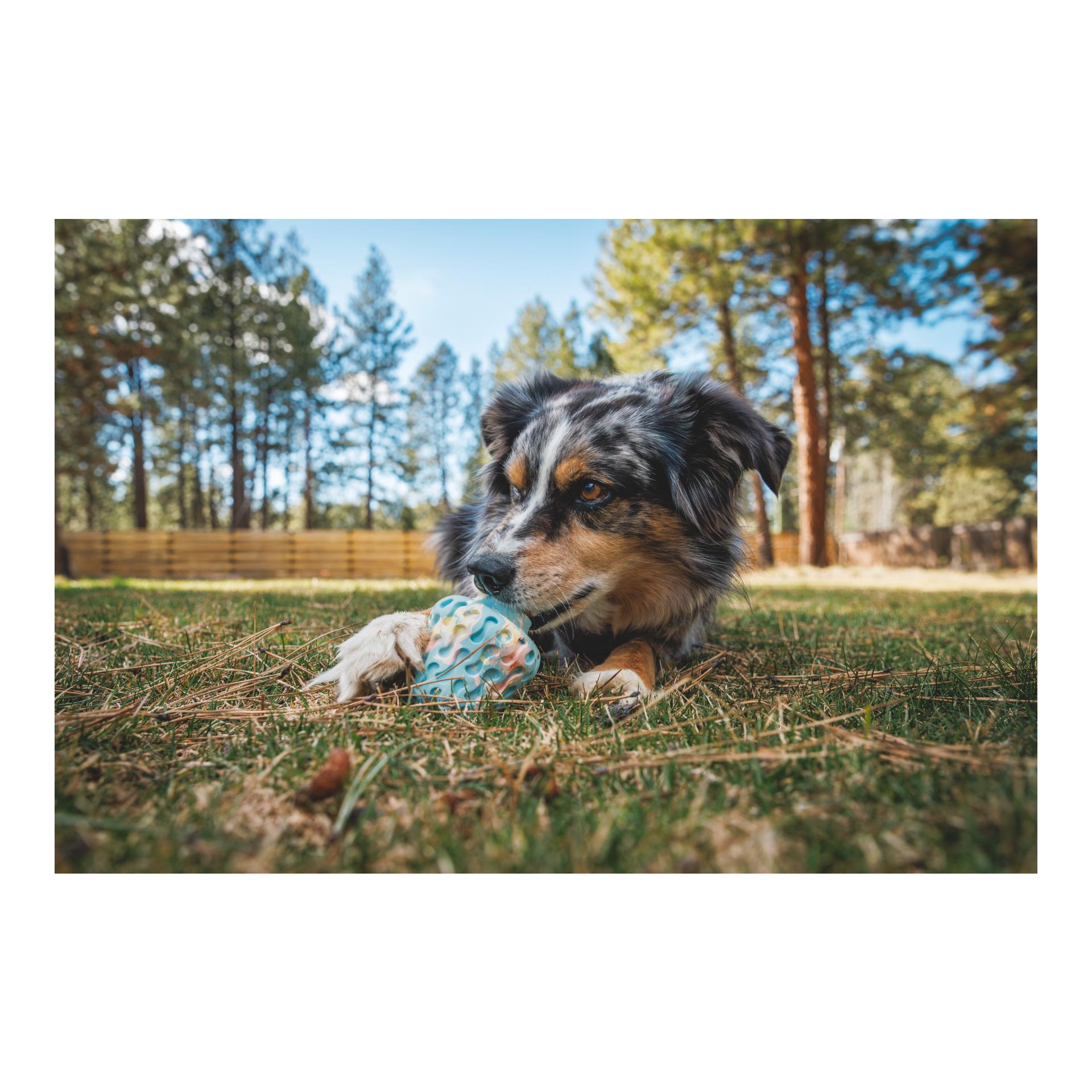 Hundespielzeug Morel