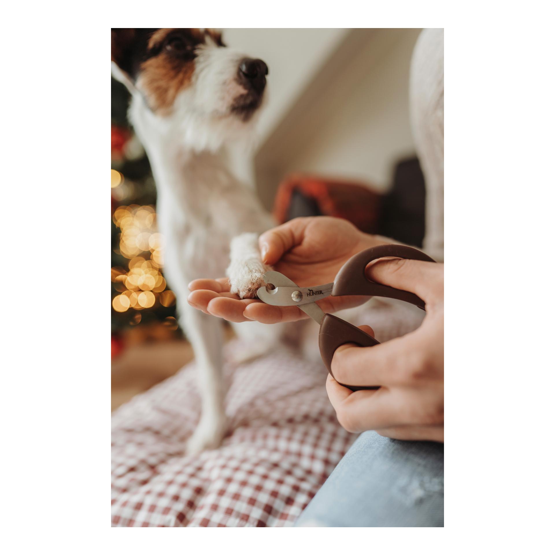 Ciseaux à griffes Spa