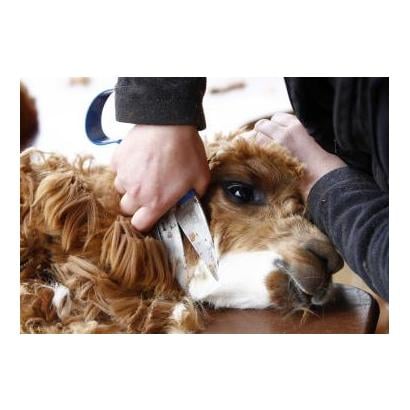 Hauptner Wollschere - Handschere