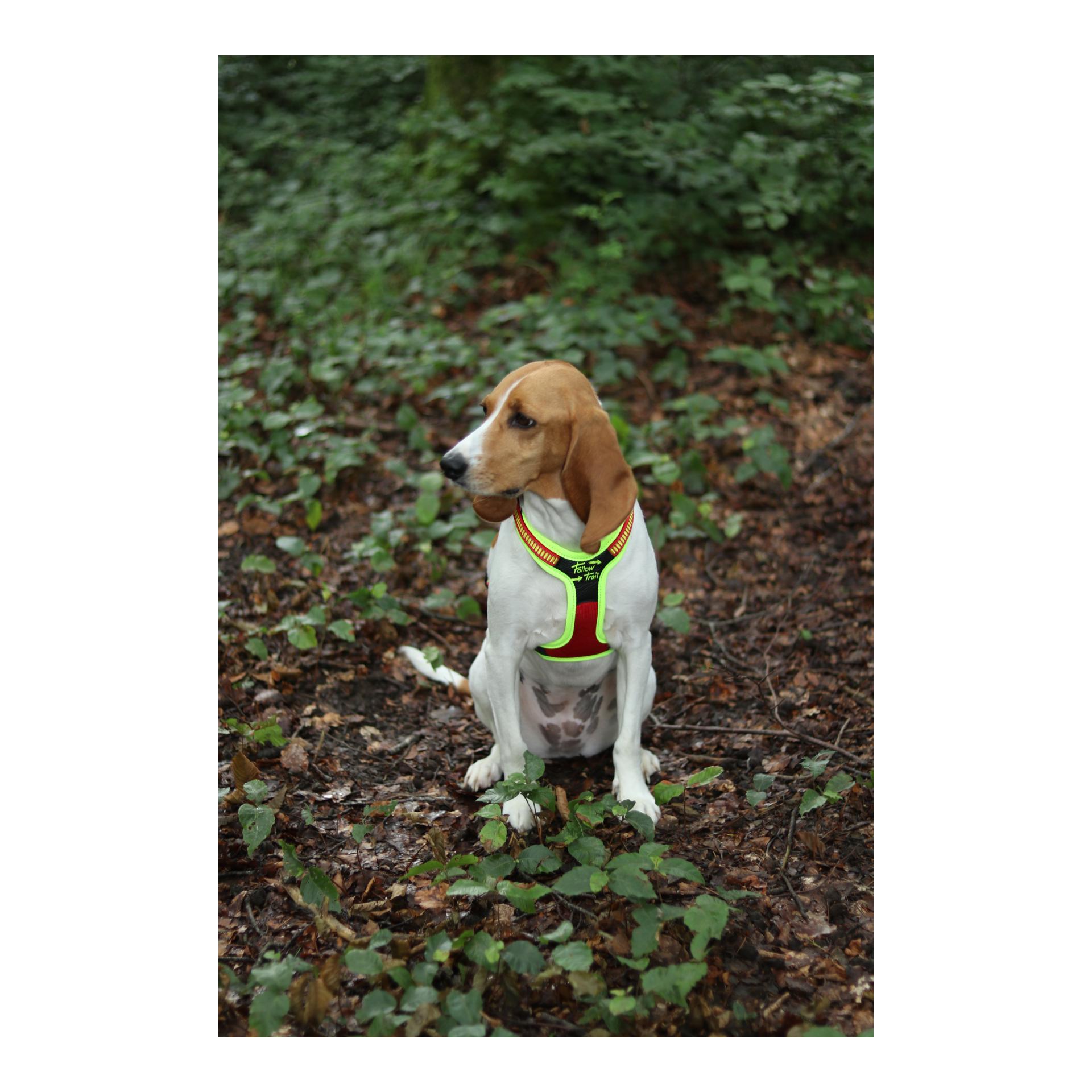 Hundeführgeschirr Follow Trail