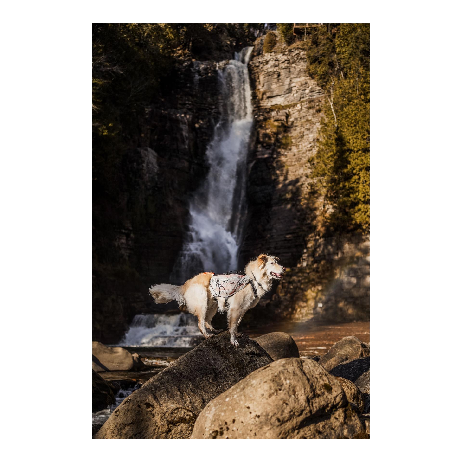 Hunderucksack Trail Light Dog Backpack