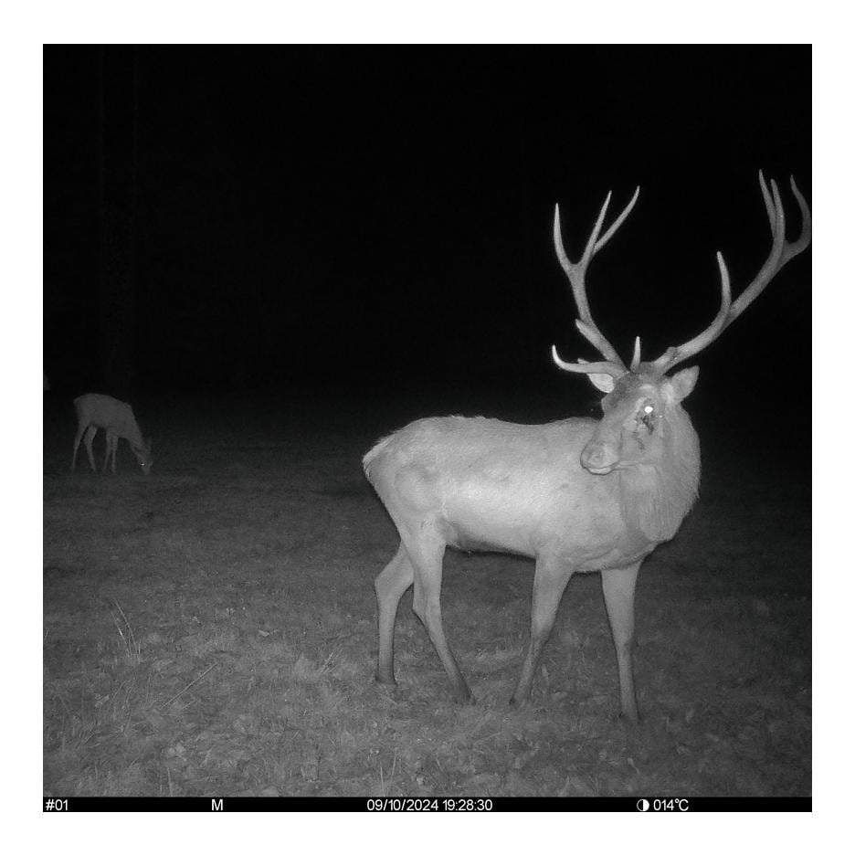 Seissiger Caméra de chasse Pro-Cam LTE - Édition SUPERSIM