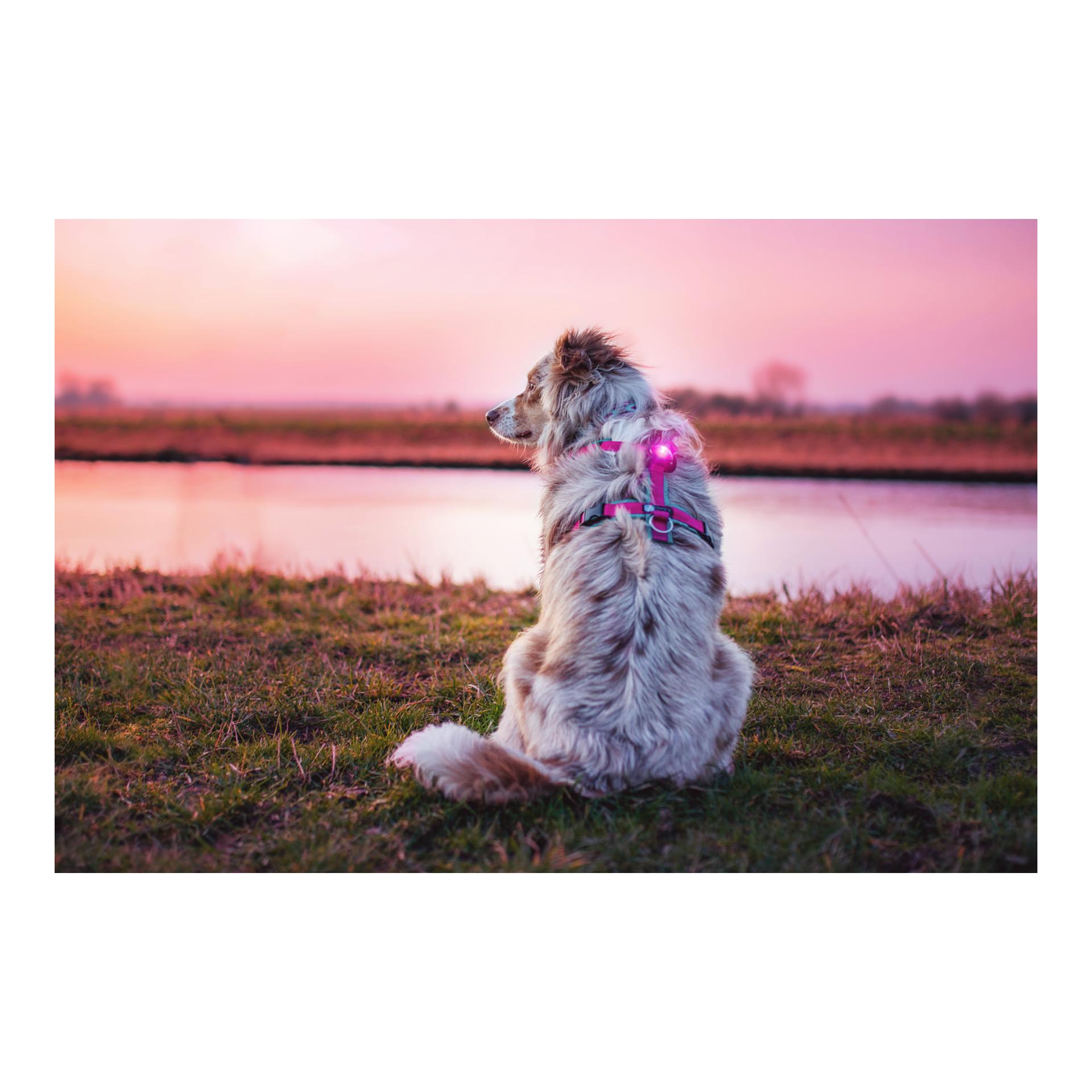 Safety Light Orbiloc Dog Dual - pink