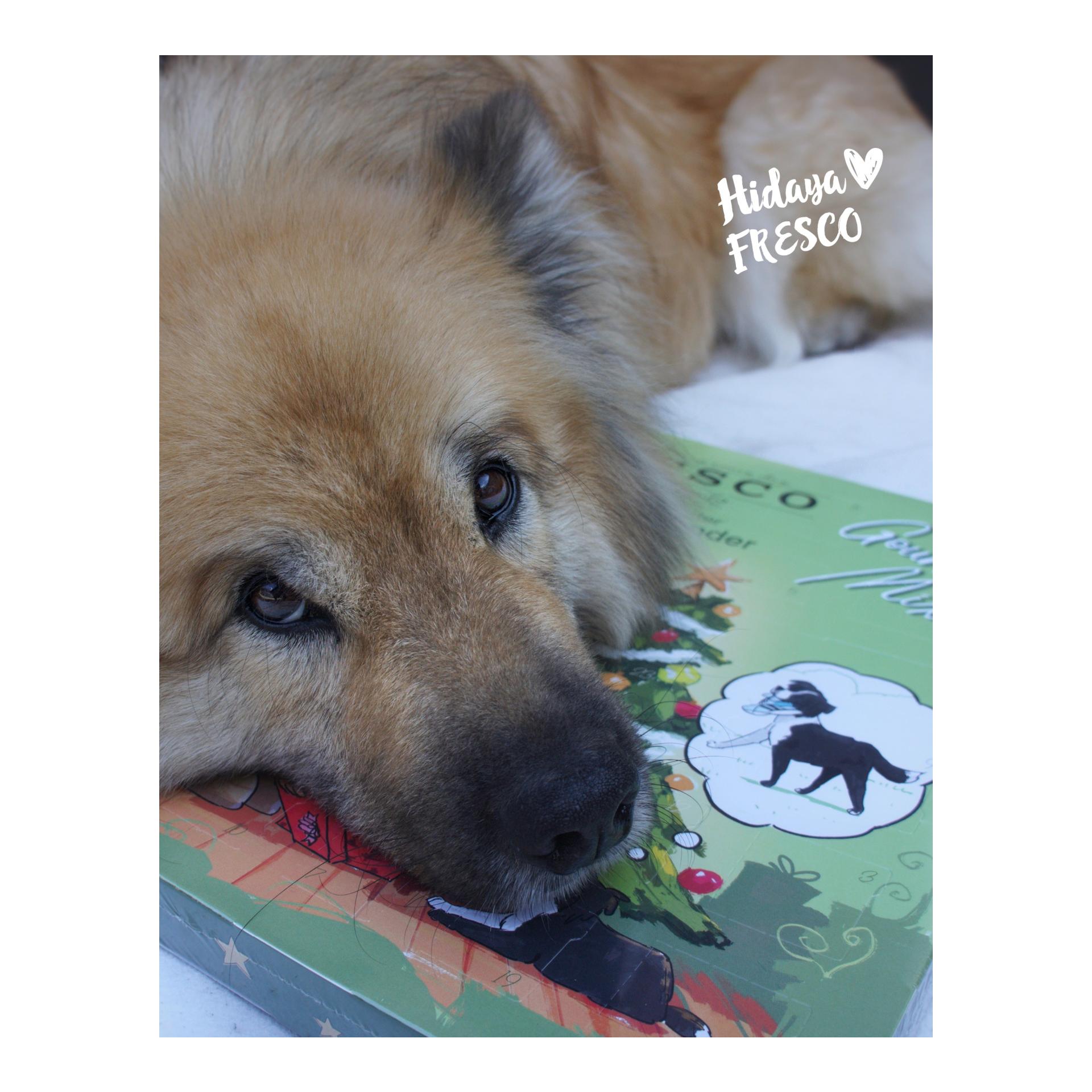 Martin Rütter Adventskalender „Gourmet Mix“ – Das Original für Hunde