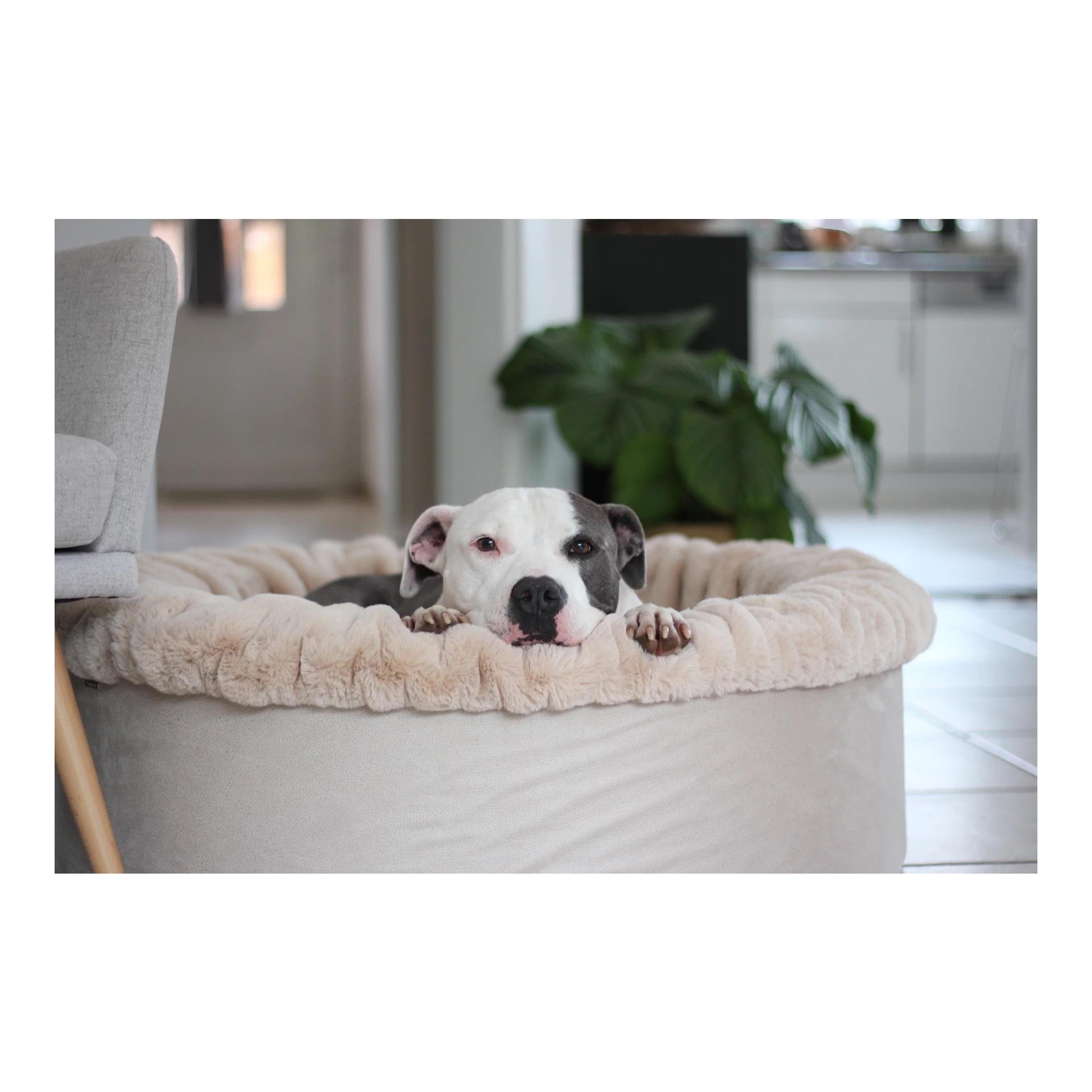 Dogspring by MAUL Panier pour chien Buddelnest®