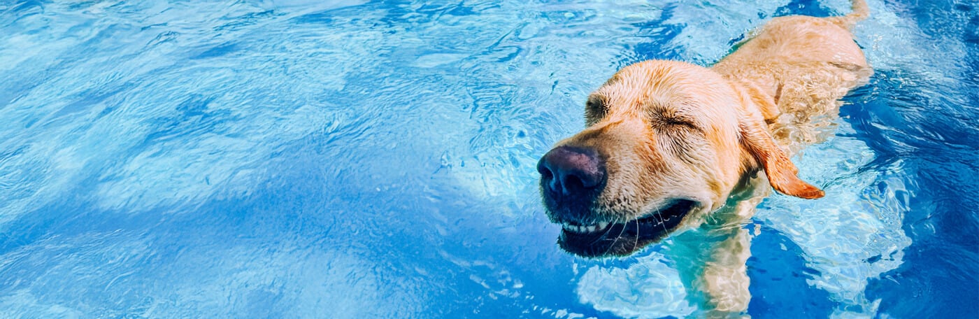 HP-Hund-Abkuehlung