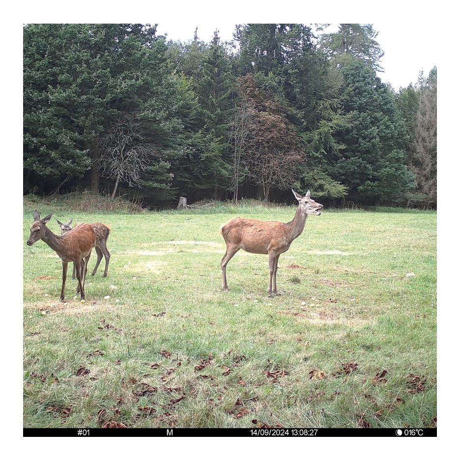 Wildkamera Pro-Cam LTE - SUPERSIM-Edition