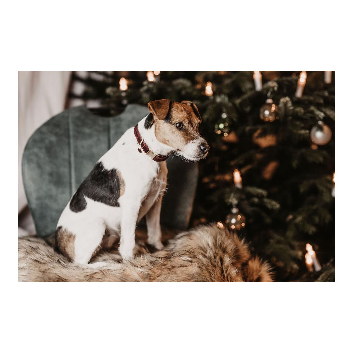 Hundehalsband Corduroy - bordeaux