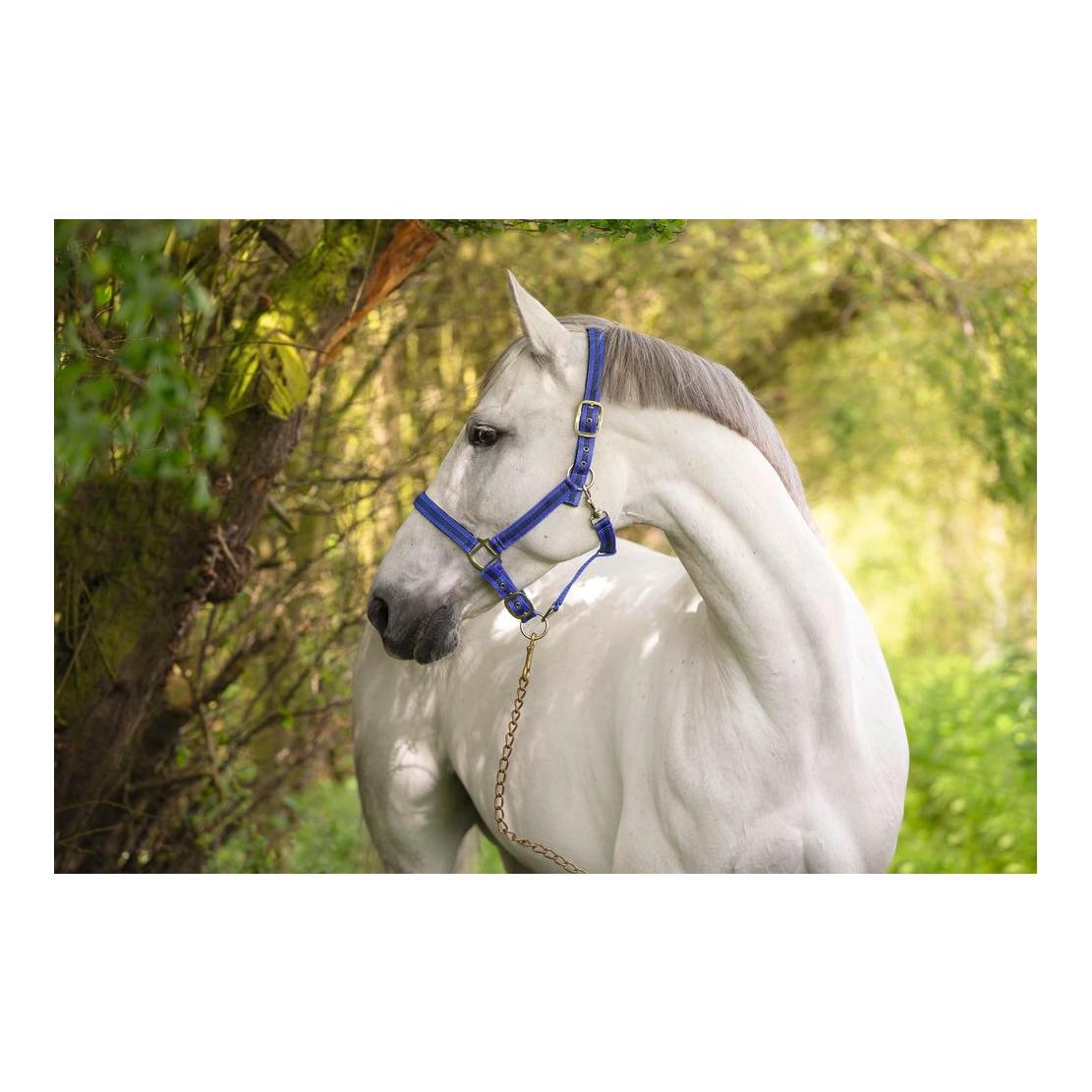 Image of Kerbl Halfter MUSTANG - royalblau/schwarz bei Hauptner.ch