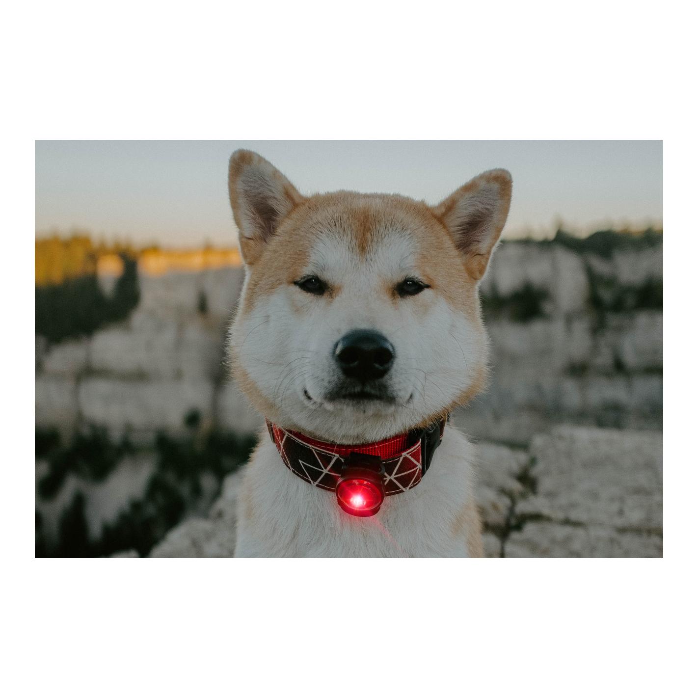 Safety Light Orbiloc Dog Dual - rot