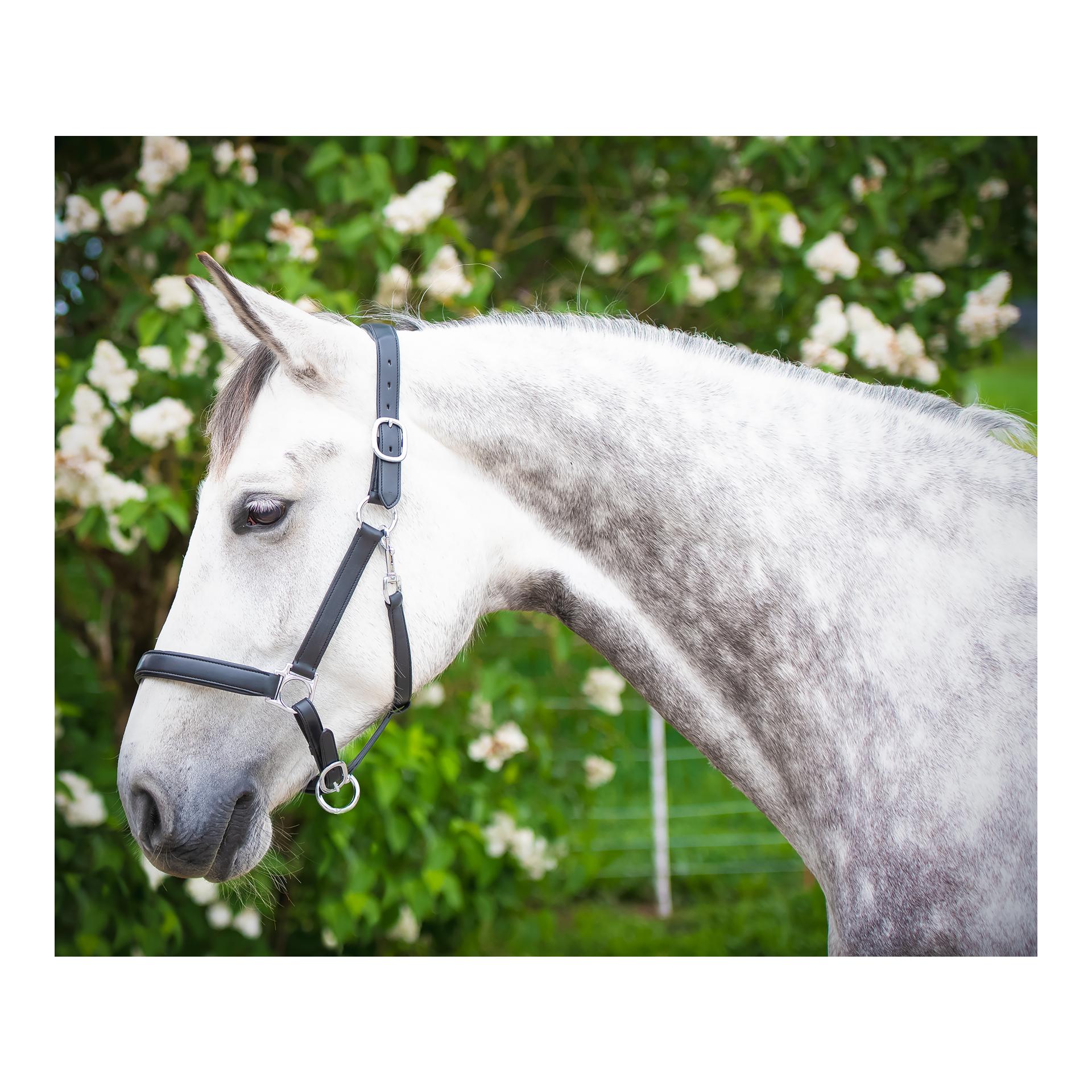 Halfter Mela Anatomical - schwarz/silber