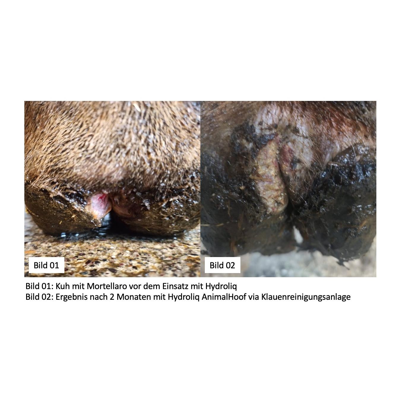 AnimalHoof Klauendesinfektionsmittel