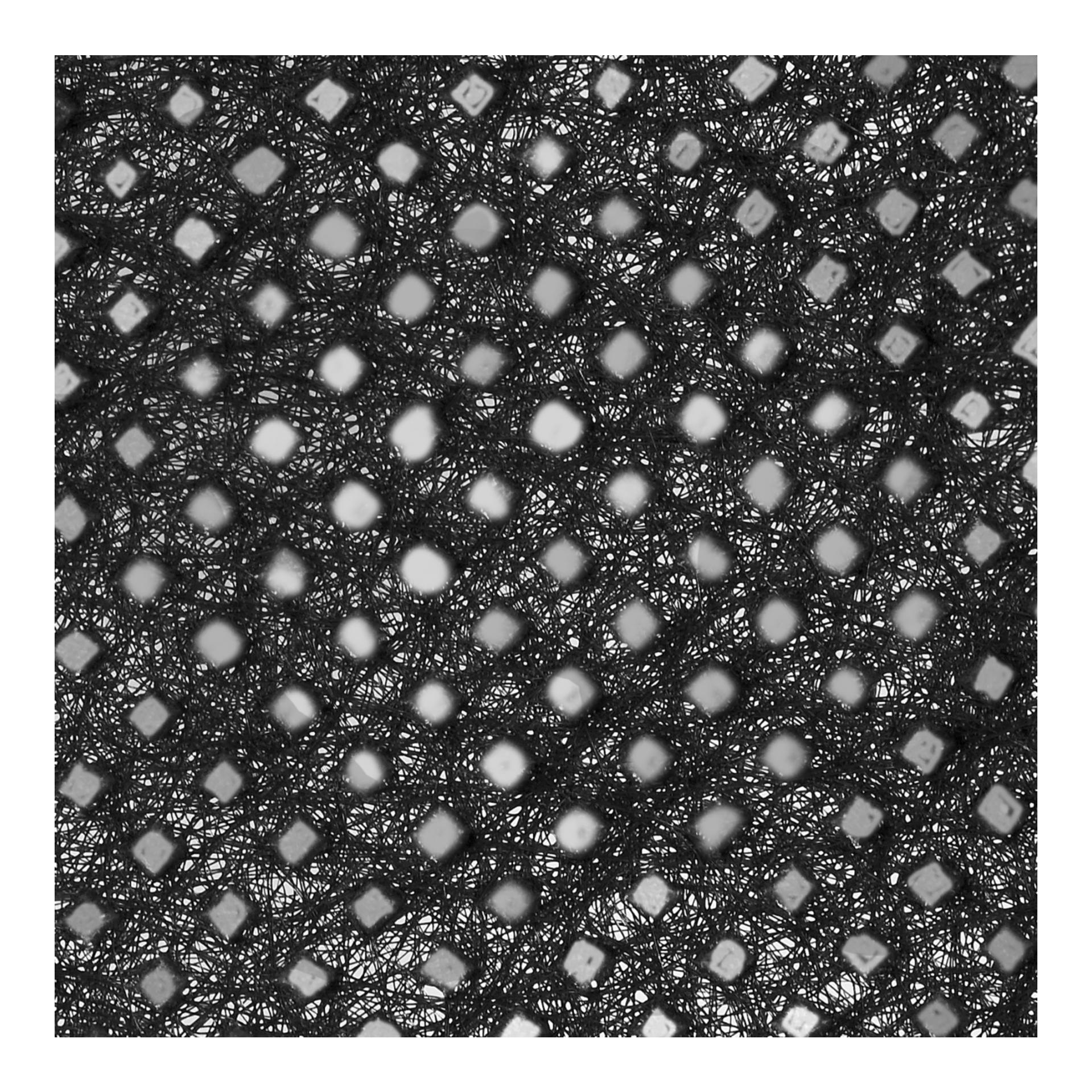 Windhager Toile anti-mauvaises herbes STANDARD 