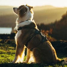 HP-Hund-Geschirr-225x225