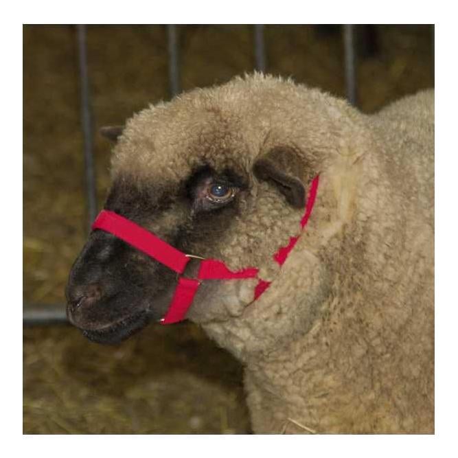 Kopfhalfter für Schafe- rot