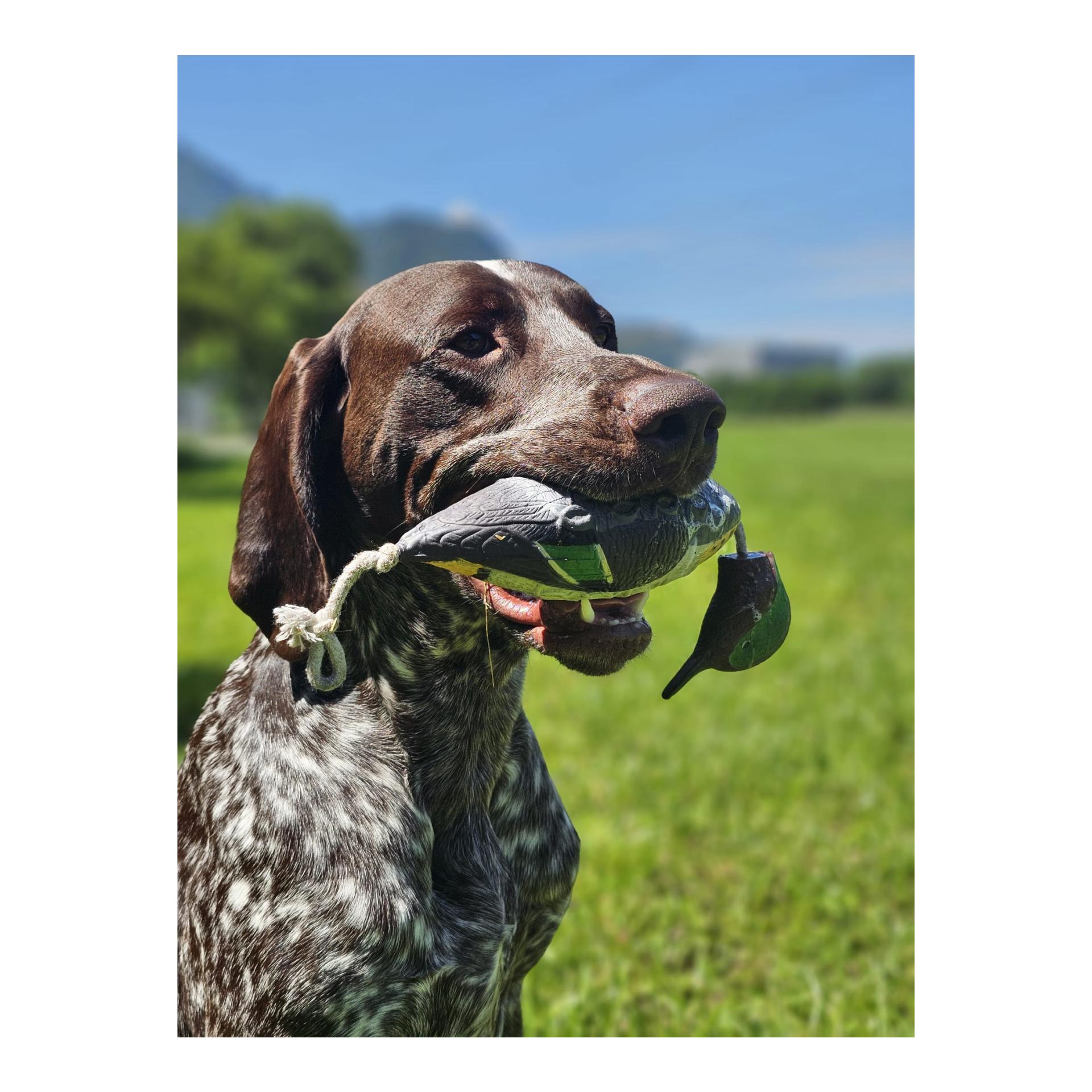 Apportierdummy Krickente