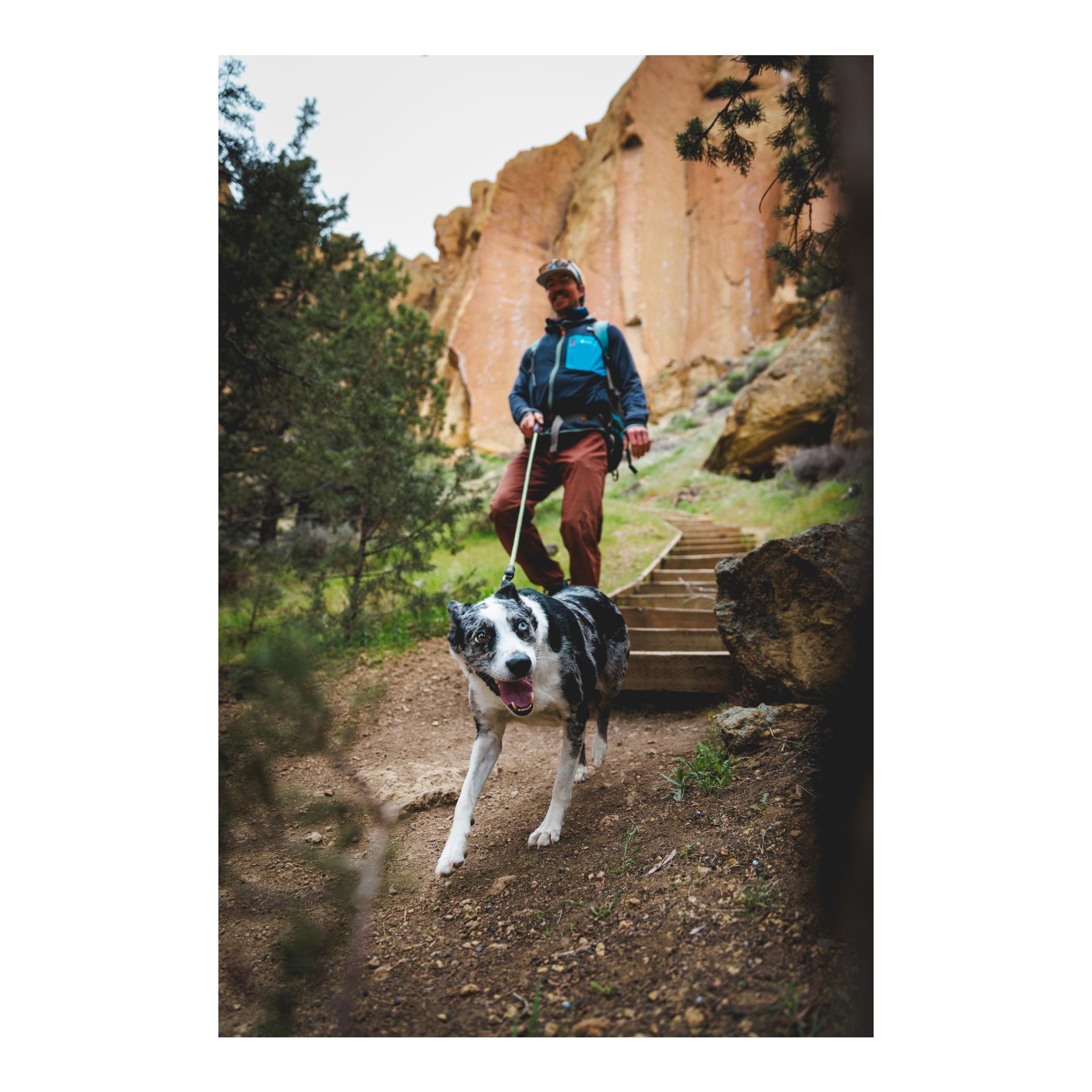 Laisse pour chien Knot-a-Leash