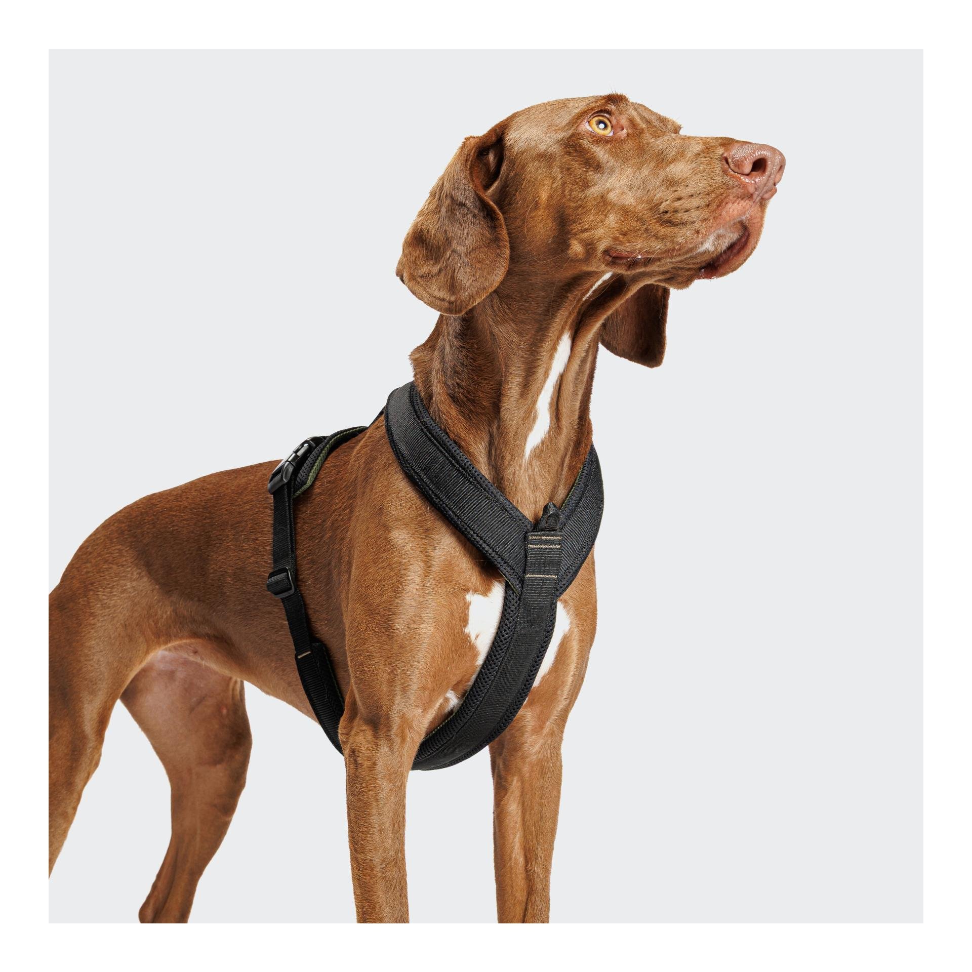 Y-1 harnais pour chien