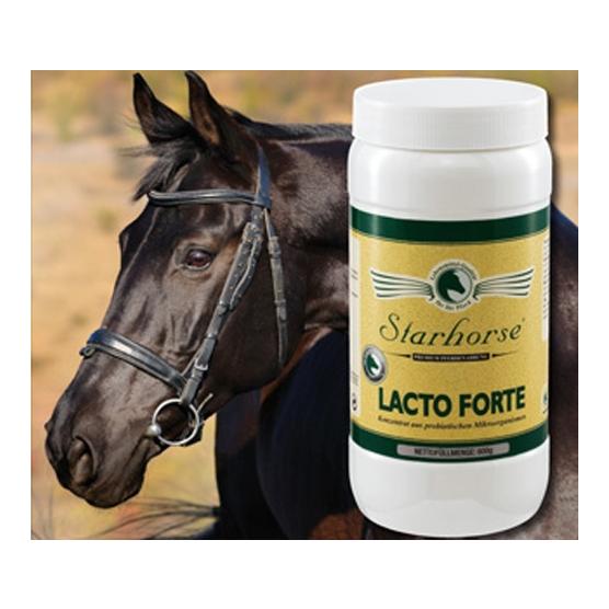 Image of Starhorse Lacto Forte bei Hauptner.ch