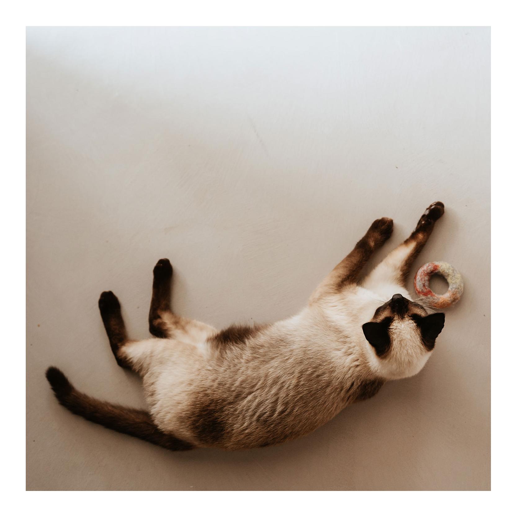 Katzenspielzeug Filzring