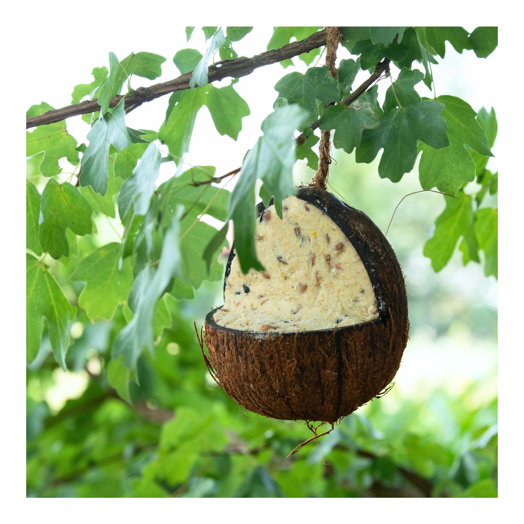 Ganze Kokosnuss V-Cut gefüllt