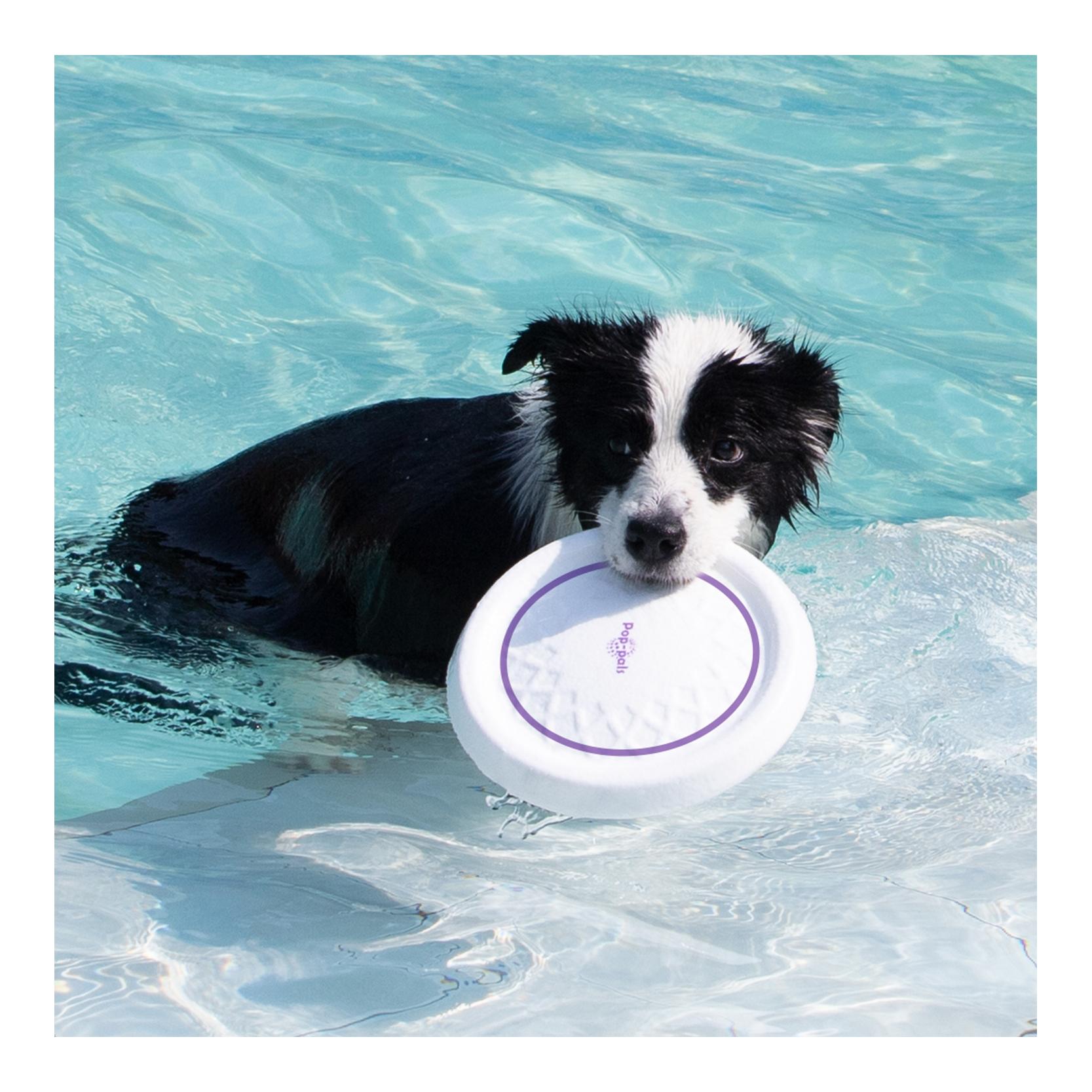 Bounce Pop Pal Frisbee