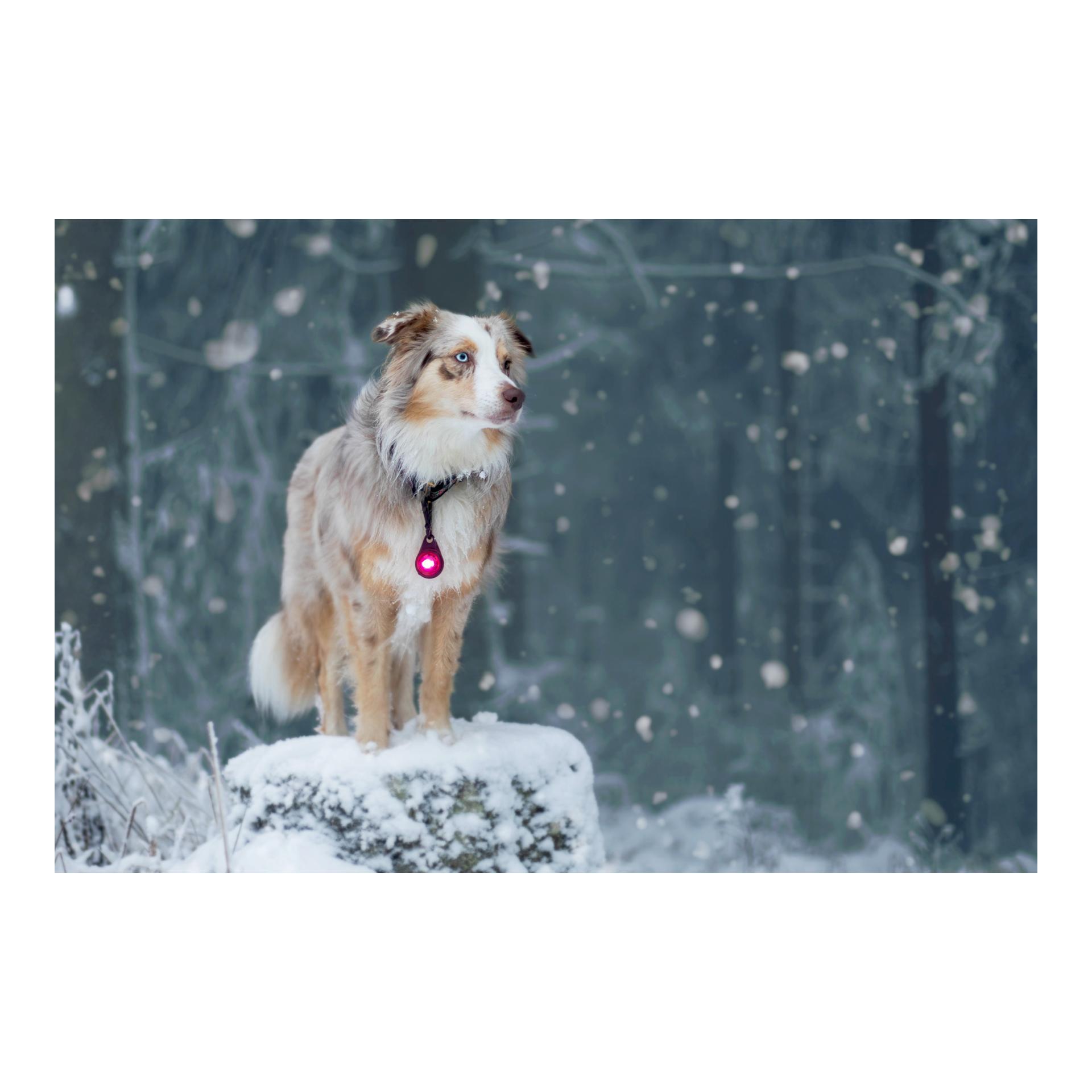 Safety Light Orbiloc Dog Dual - pink