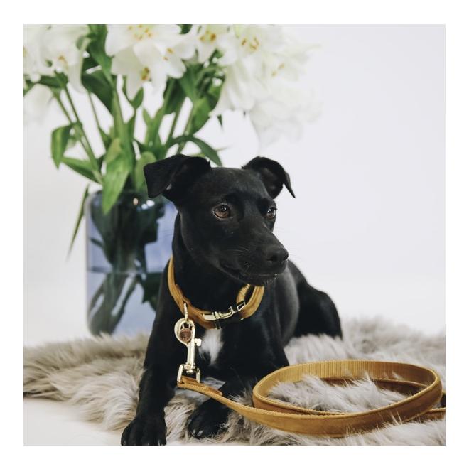 Hundeleine Velvet - mustard