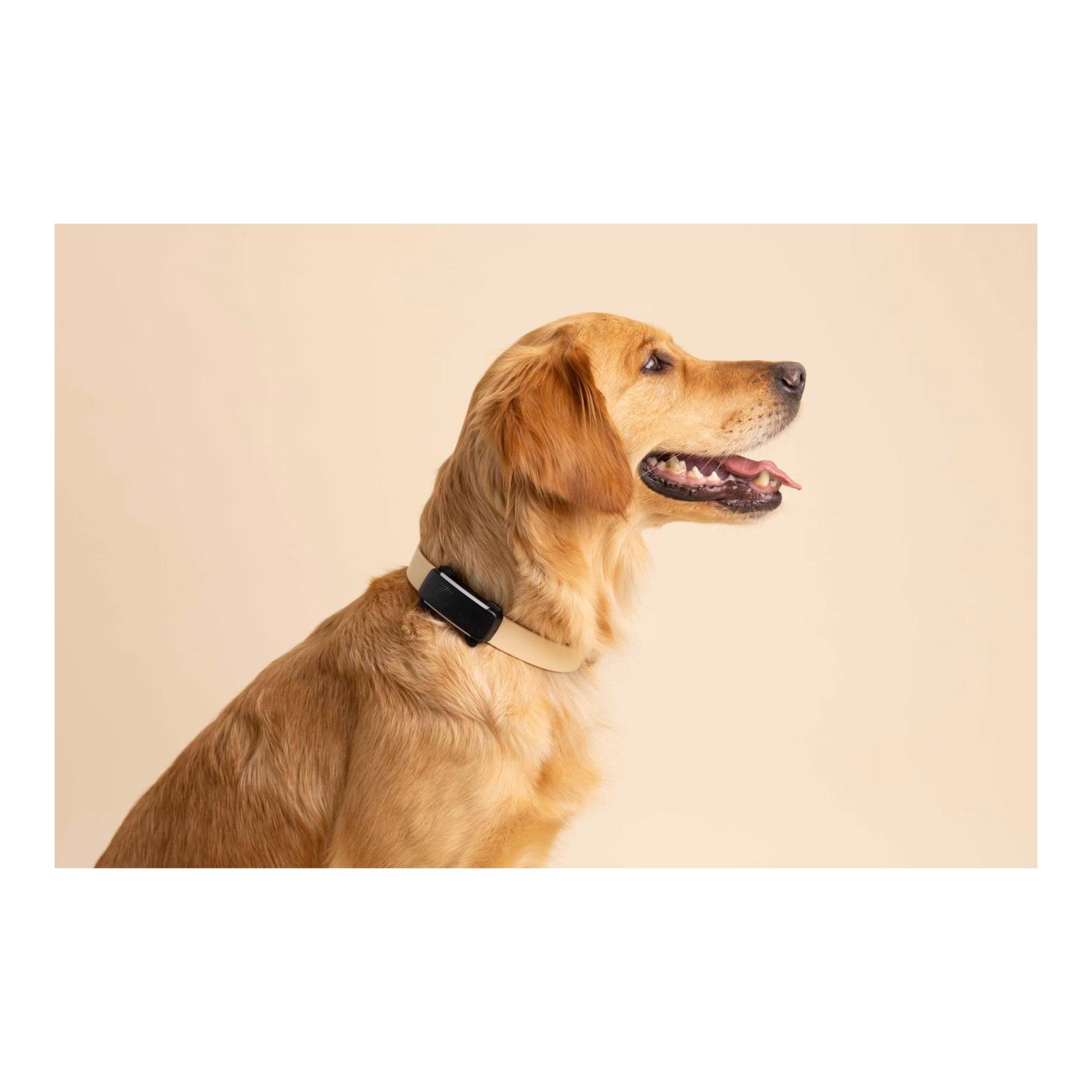 Tracker GPS pour chiens DOG 6