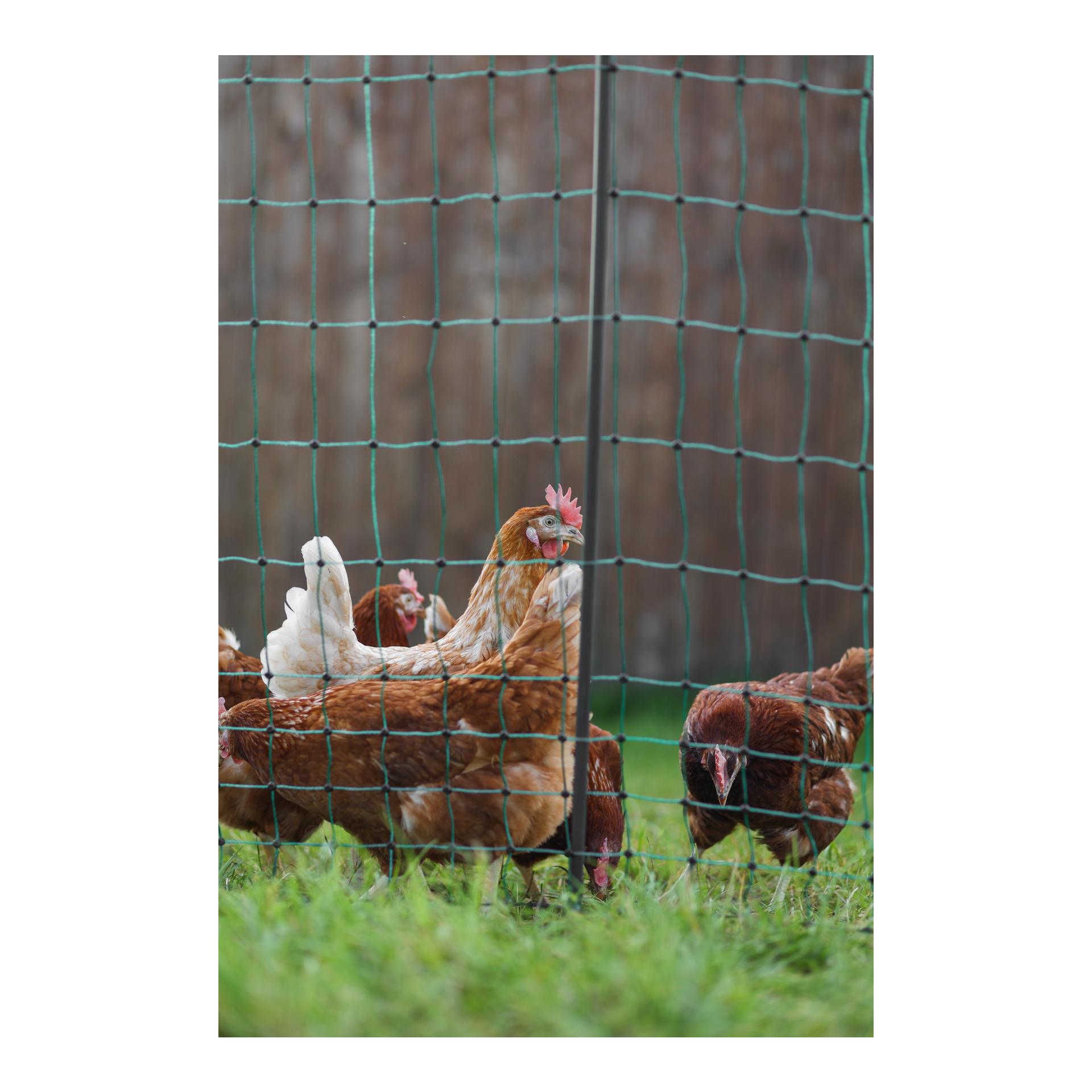 Geflügelnetz Premium - 122 cm x 50 m