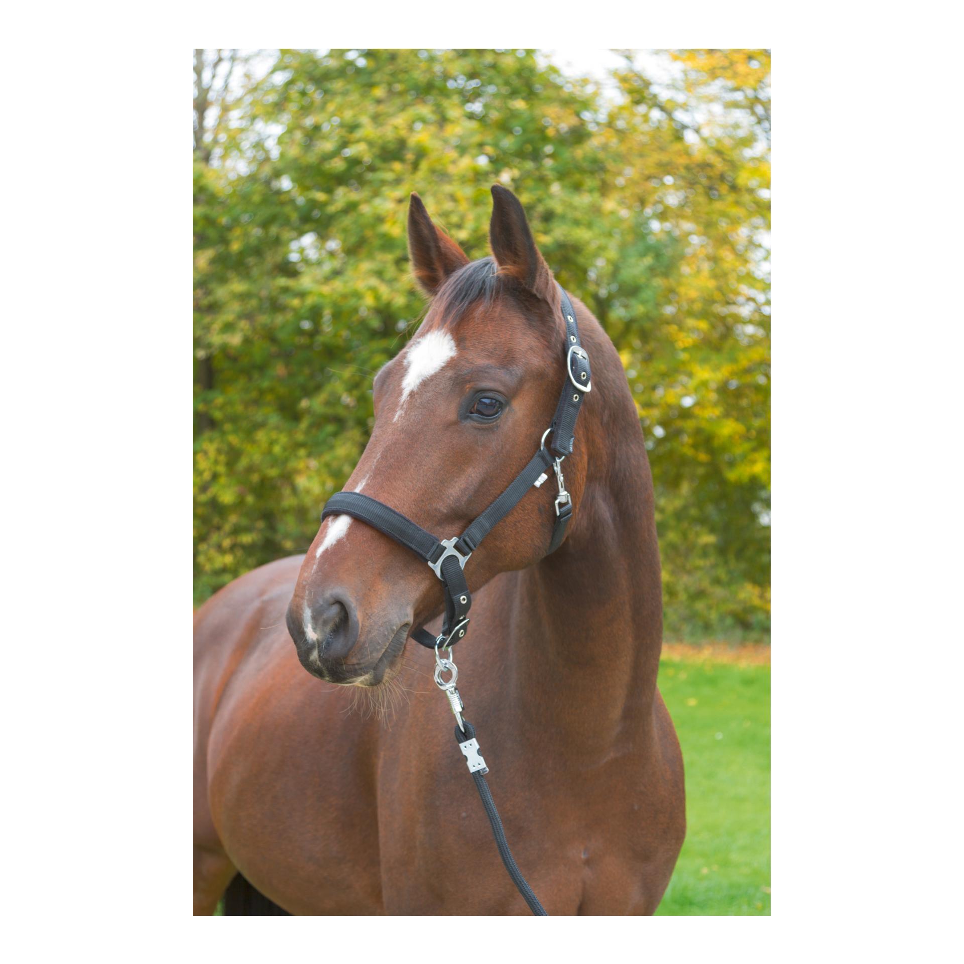 Halfter Dexter mit Fleeceunterlage