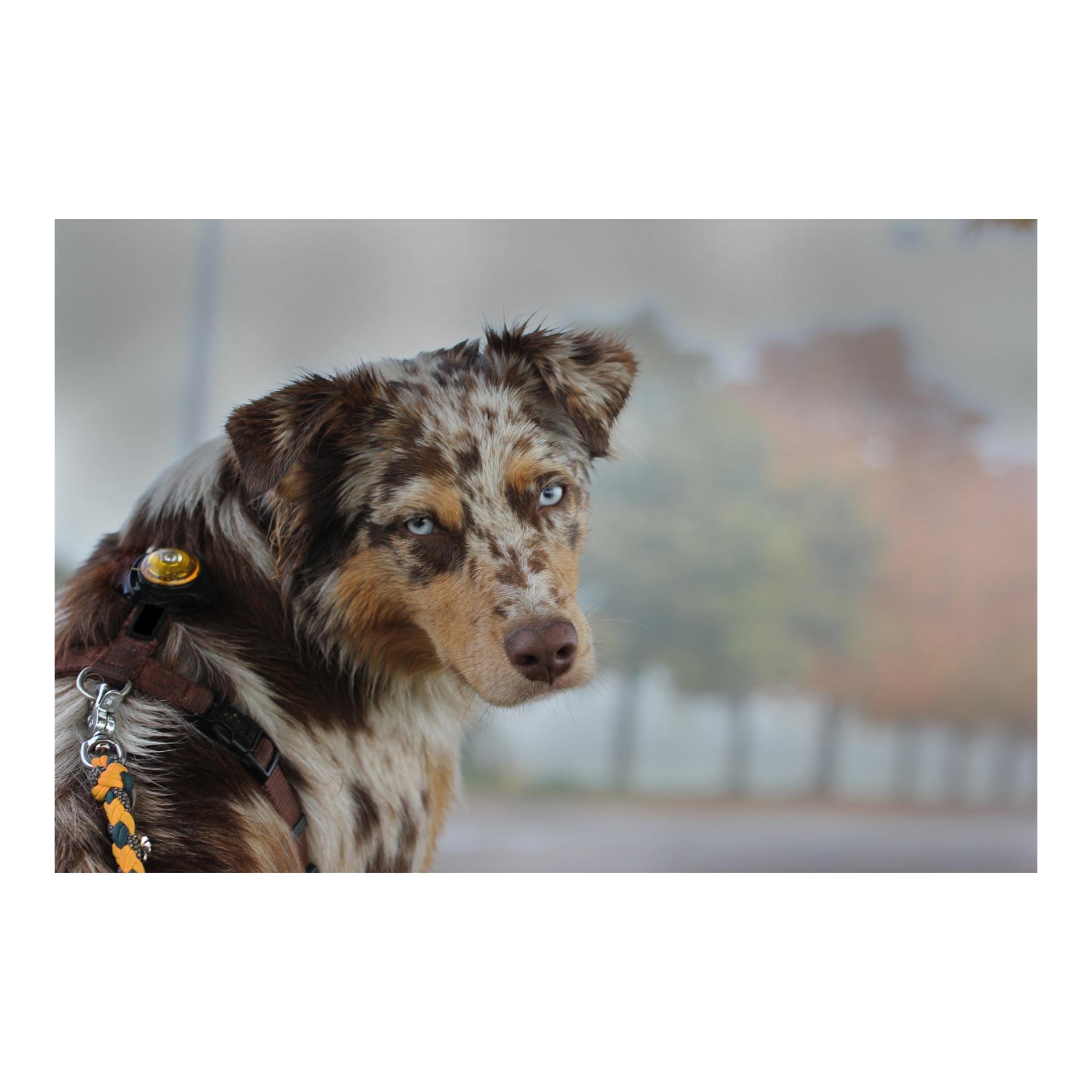 Safety Light Orbiloc Dog Dual - gelb