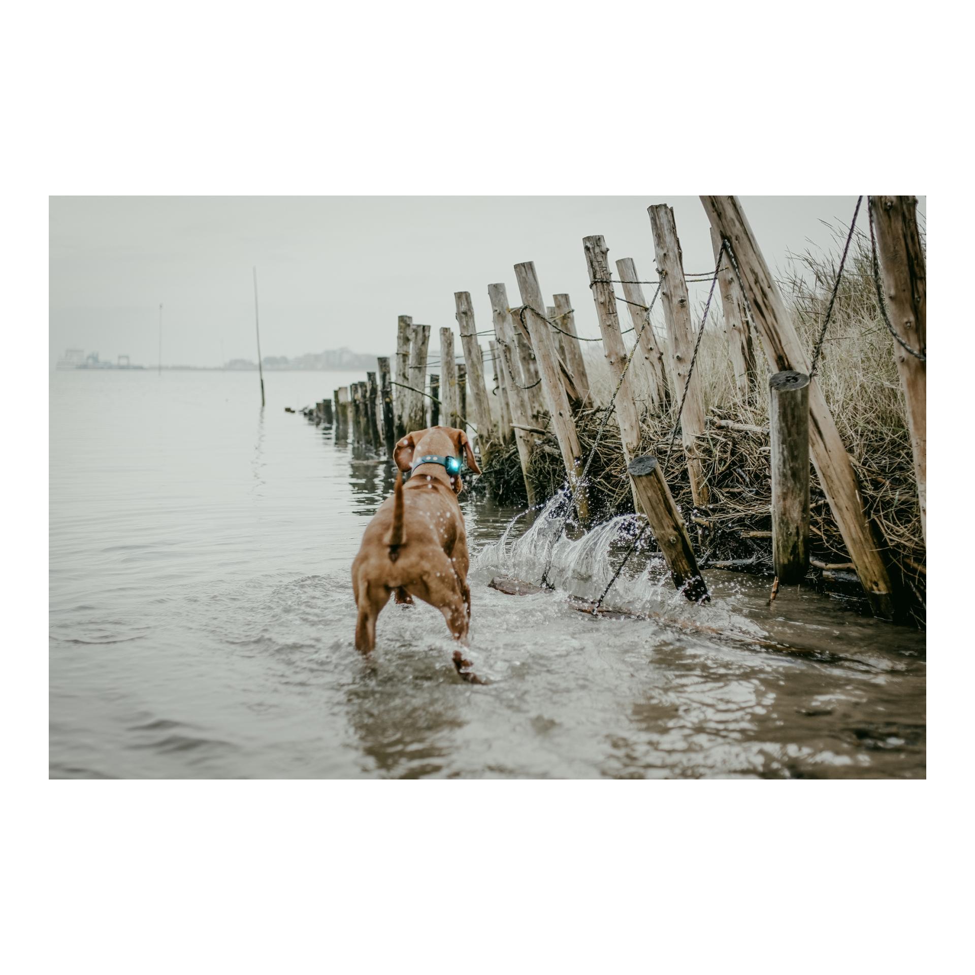 Safety Light Orbiloc Dog Dual - türkis