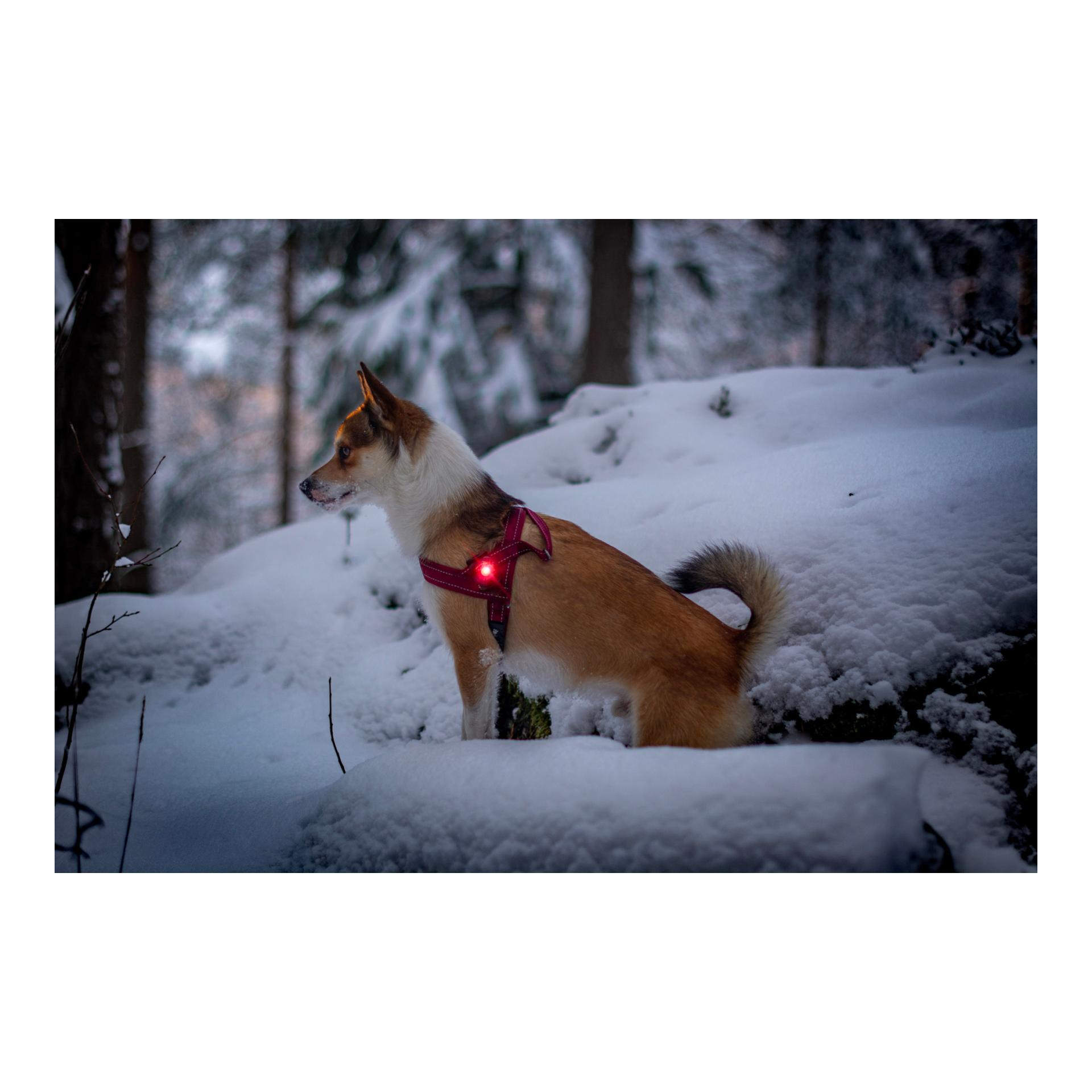 Safety Light Orbiloc Dog Dual - rot