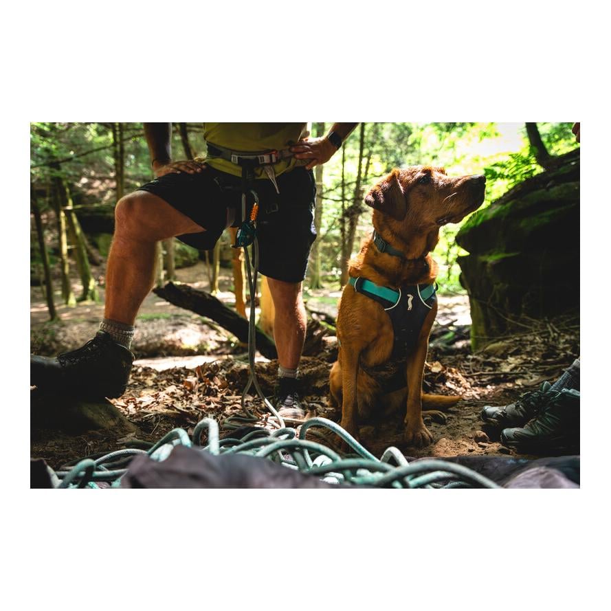 Flagline™ Hundegeschirr