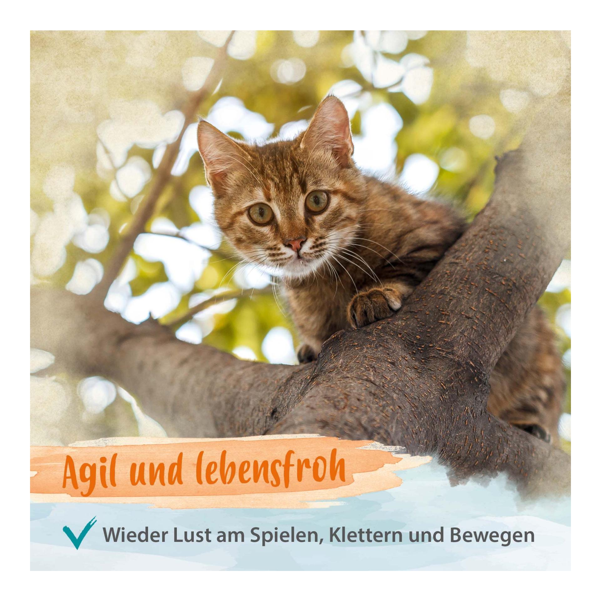 Grünlippmuschelpulver - Nahrungsergänzung