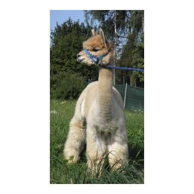 Alpaka Standard Halfter 